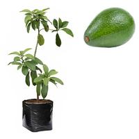 Gambar Bibit Alpukat Kendil Asli dari Bian Shoap Kab. Bogor 1 Tokopedia