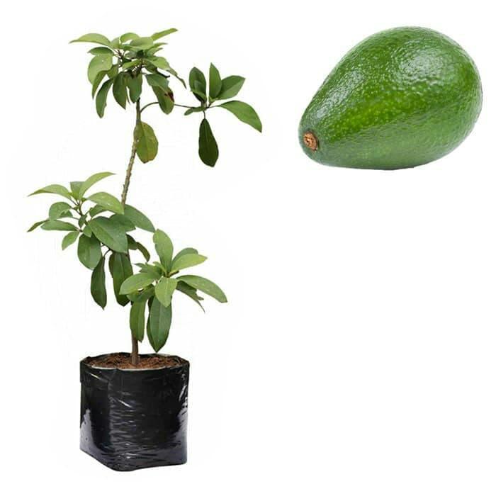 Gambar Bibit Alpukat Kendil Asli dari Bian Shoap Kab. Bogor Tokopedia