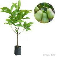 Gambar Bibit Jambu Madu Deli Asli dari Bian Shoap Kab. Bogor 1 Tokopedia