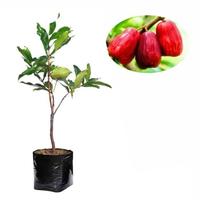Gambar Bibit Jambu Cincalo asli dari Bian Shoap Kab. Bogor 1 Tokopedia