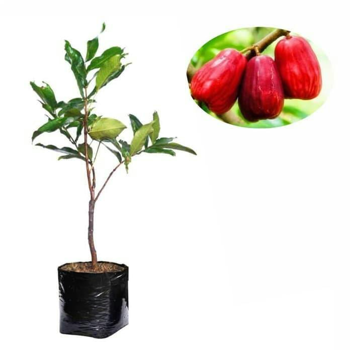 Gambar Bibit Jambu Cincalo asli dari Bian Shoap Kab. Bogor Tokopedia