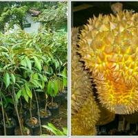 Gambar Bibit Durian Kani Asli dari Bian Shoap Kab. Bogor 1 Tokopedia