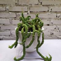 Gambar Dijual Bunga Hias Dischidia Nummulari Foliaideaminubu, Taman Gantung dari Belibungayuk Kab. Mandailing Natal 4 Tokopedia