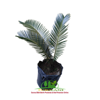 Gambar Bibit Tanaman Sikas Palem Sikas Mawar Jambe dari PUROTANI.ID Kab. Purworejo 1 Tokopedia