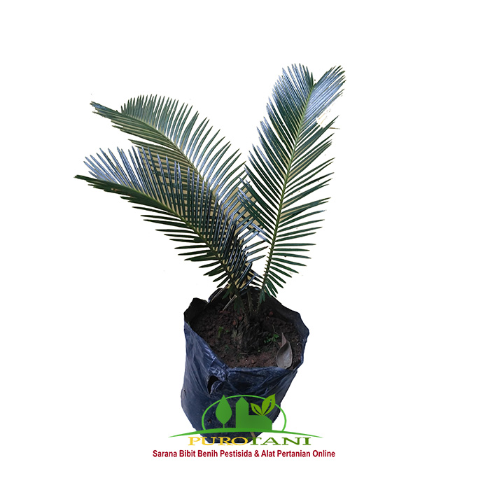 Gambar Bibit Tanaman Sikas Palem Sikas Mawar Jambe dari PUROTANI.ID Kab. Purworejo Tokopedia