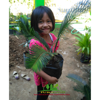 Gambar Bibit Tanaman Sikas Palem Sikas Mawar Jambe dari PUROTANI.ID Kab. Purworejo 2 Tokopedia