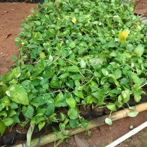 Tanaman Srigading Hijau | Tanaman Sirih Belanda | Tanaman Rambat