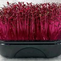 Gambar Microgreens - Red Garneth Amaranth - 5Gr (6500 biji) - Repack dari Shammah Bags Kab. Garut 3 Tokopedia