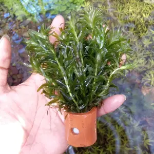 Hydrila-tanaman air aquascape