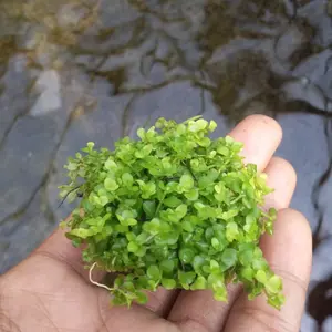 wabikusa montecarlo-tanaman aquarium