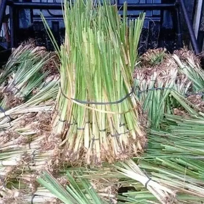 Bibit Rumput Vetiver - Akar Wangi Pencegah Erosi atau longsor