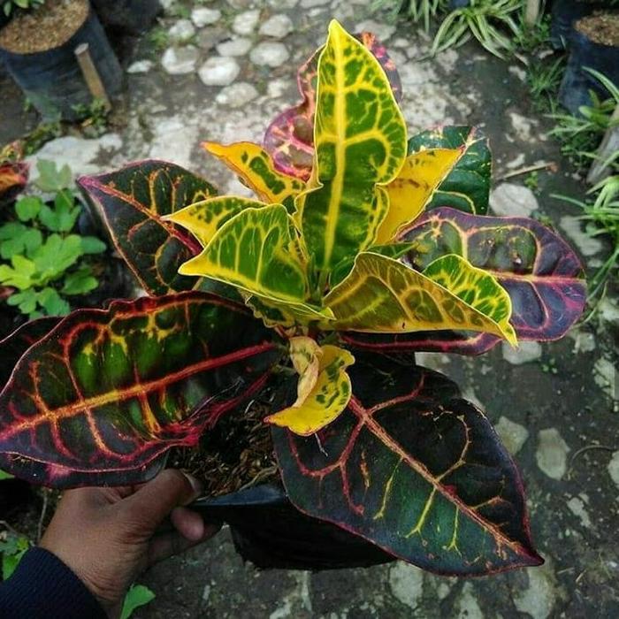 Gambar tanaman puring kura dari rony cahaya taman Kab. Bogor Tokopedia