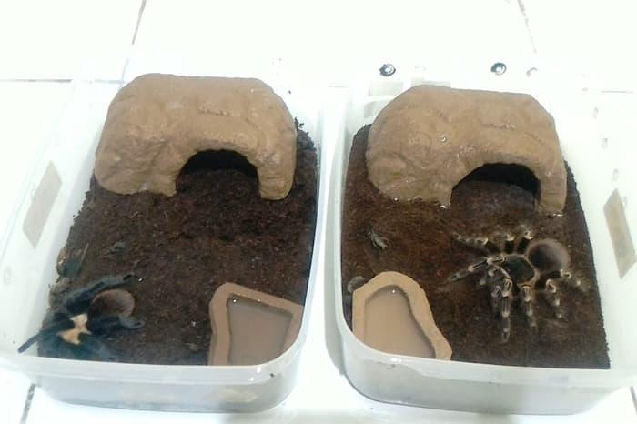 HC006 HC007 HIDING CAVE TEMPAT SEMBUNYI GUA RUMAH REPTILE GECKO KADAL 2