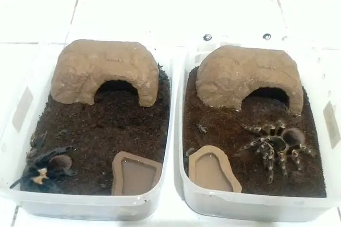 HC006 HC007 HIDING CAVE TEMPAT SEMBUNYI GUA RUMAH REPTILE GECKO KADAL 2