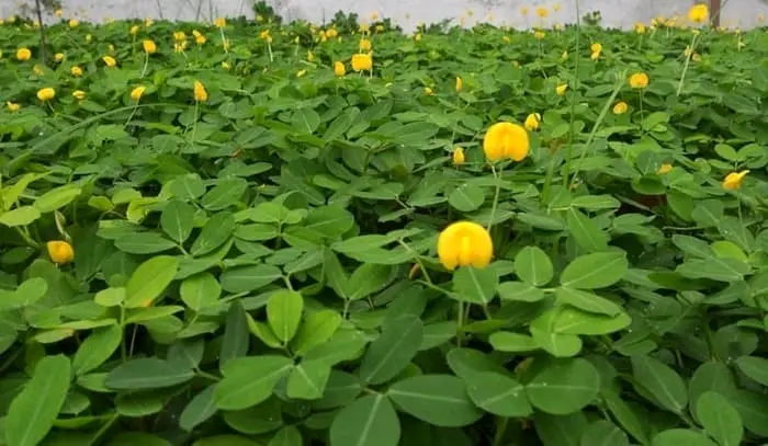 Landep - Kacang-kacangan bunga kuning - Pinto peanut tanaman hias