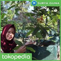Gambar Planter Bag Kelengkeng 75 Liter dari Suryaguna Store Kab. Tulungagung 5 Tokopedia
