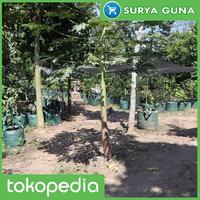 Gambar Planter Bag Durian 100 Liter dari Suryaguna Store Kab. Tulungagung 5 Tokopedia