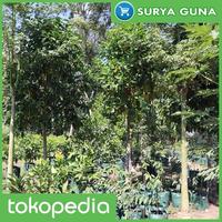 Gambar Planter Bag Eceran Ukuran 30 Liter dari Suryaguna Store Kab. Tulungagung 4 Tokopedia