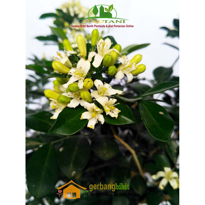 Gambar Bibit Bunga Tanaman Hias Kemuning dari PUROTANI.ID Kab. Purworejo Tokopedia