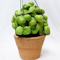 Gambar Jual bunga hias dichidia Plathypilla Jengkol, Pot gantung di dinding dari Belibungayuk Kab. Mandailing Natal 3 Tokopedia