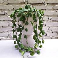 Gambar Hoya Imbricata dari Belibungayuk Kab. Mandailing Natal 1 Tokopedia