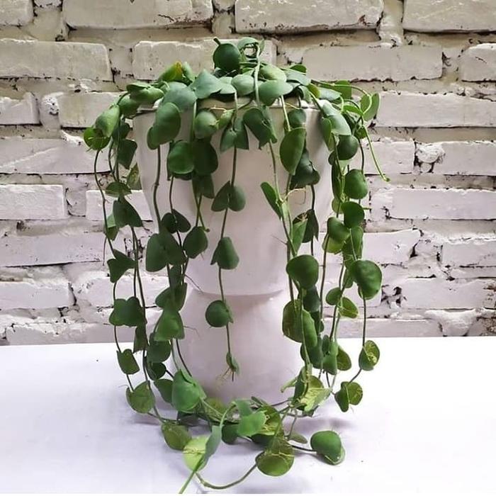 Gambar Hoya Imbricata dari Belibungayuk Kab. Mandailing Natal Tokopedia