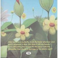 Gambar Buku Cerita Anak / Dongeng Anak - Kupu Kupu Proses Metamorfose dari LarisaShop Kota Administrasi Jakarta Pusat 3 Tokopedia