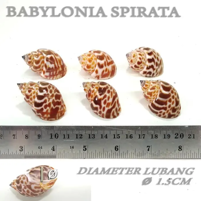 Babylonia Spirata shell cangkang rumah kelomang umang hermitcrab keong