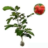Gambar Bibit Tanaman Rambutan Binjai Unggul dari PUROTANI.ID Kab. Purworejo 1 Tokopedia