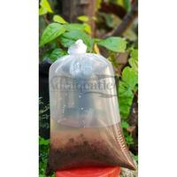 Gambar CACING SUTRA SUTERA HIDUP CASUT PAKAN MAKANAN IKAN HIAS - SATU KULAK dari ADRAQUATIC Kota Bandung 4 Tokopedia