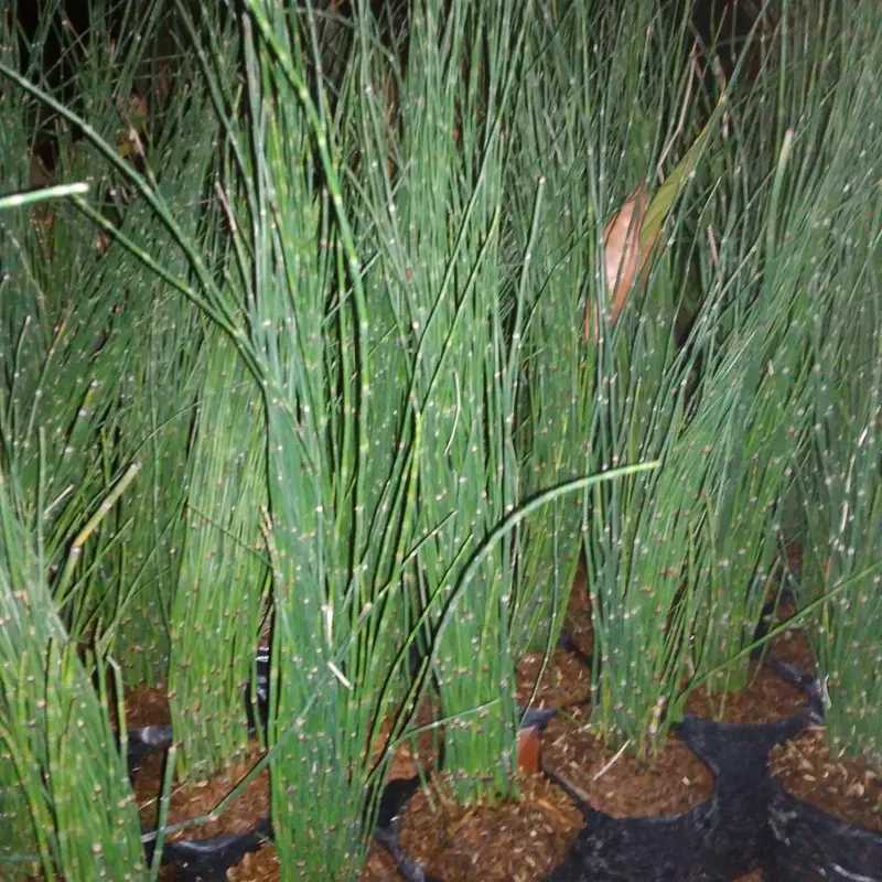 tanaman hias bambu air tanaman pot cocok untuk minimalis 2