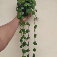 Gambar Hoya Imbricata dari Belibungayuk Kab. Mandailing Natal 2 Tokopedia