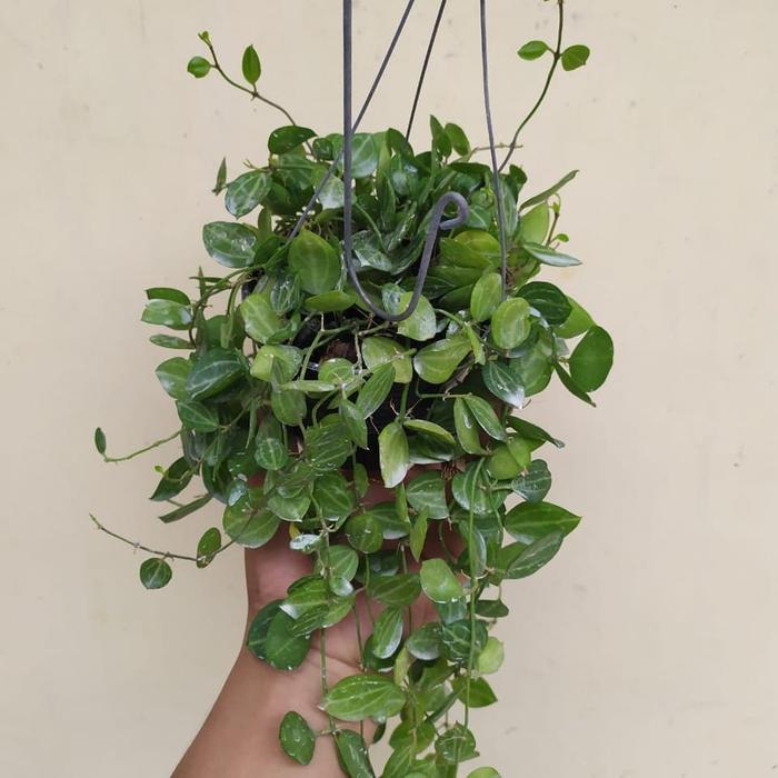 Gambar Dischidia Ovata dari Belibungayuk Kab. Mandailing Natal Tokopedia