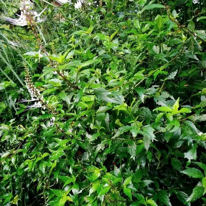 Daun Kumis Kucing Segar per 20 Lembar Obat Batu Ginjal