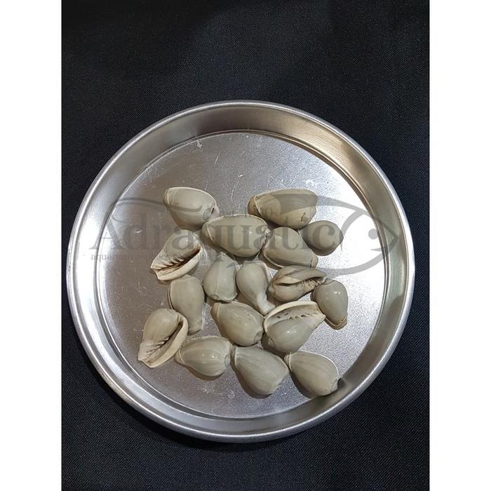 Gambar CANGKANG KERANG HIAS DOFF ABU MUDA HIASAN AQUARIUM AQUASCAPE dari ADRAQUATIC Kota Bandung Tokopedia