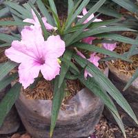 Gambar tanaman hias rawelia dari podo joyo group Kota Administrasi Jakarta Timur 2 Tokopedia