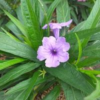 Gambar tanaman hias rawelia dari podo joyo group Kota Administrasi Jakarta Timur 4 Tokopedia