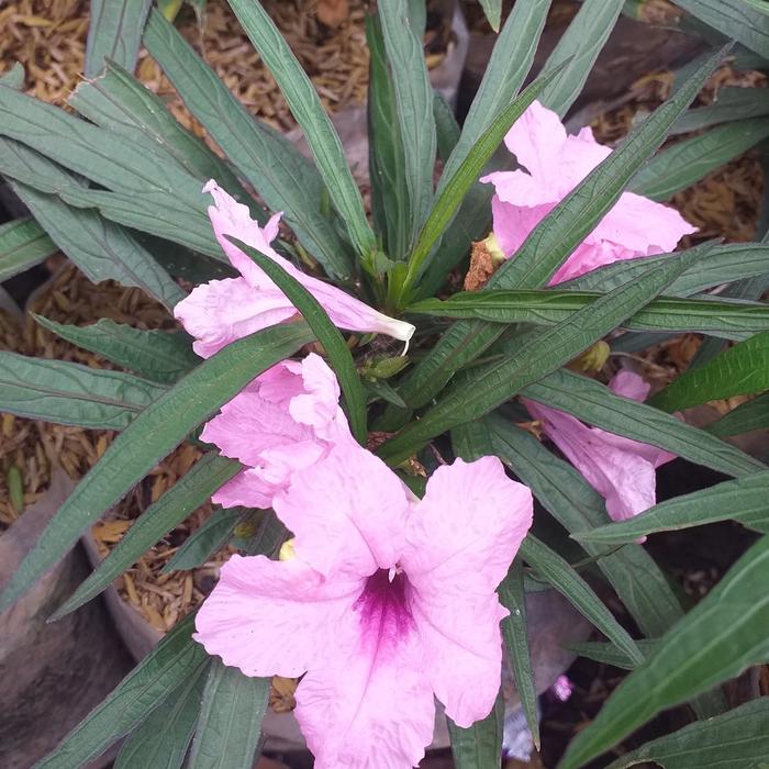 Gambar tanaman hias rawelia dari podo joyo group Kota Administrasi Jakarta Timur Tokopedia