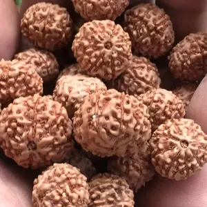jenitri rudraksha mukhi 9 garis 9 original genitri
