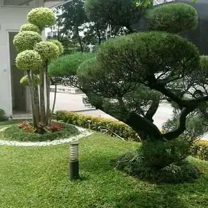 tanaman hias kucai mini - tanaman list taman