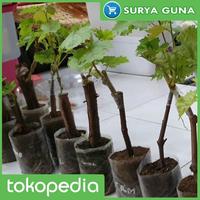 Gambar jual bibit anggur crimson anggur crimson seedless dari Suryaguna Store Kab. Tulungagung 2 Tokopedia