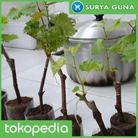 Gambar jual bibit anggur crimson anggur crimson seedless dari Suryaguna Store Kab. Tulungagung 3 Tokopedia