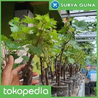 Gambar jual bibit anggur crimson anggur crimson seedless dari Suryaguna Store Kab. Tulungagung 5 Tokopedia