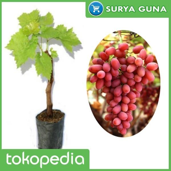 Gambar jual bibit anggur crimson anggur crimson seedless dari Suryaguna Store Kab. Tulungagung Tokopedia