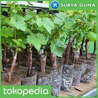 Gambar jual bibit anggur crimson anggur crimson seedless dari Suryaguna Store Kab. Tulungagung 4 Tokopedia
