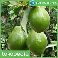 Gambar Jual Entres Alpukat Miki Entres Alpukat Yang Bagus dari Suryaguna Store Kab. Tulungagung 2 Tokopedia