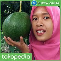 Gambar Paket 2 Entres Jual Entres Alpukat Super Jumbo dari Suryaguna Store Kab. Tulungagung 2 Tokopedia
