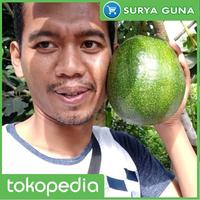 Gambar Paket 2 Entres Jual Entres Alpukat Markus dari Suryaguna Store Kab. Tulungagung 2 Tokopedia