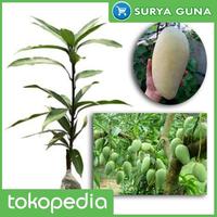 Gambar Bibit Mangga Kiojay Unggul Bibit Mangga Kio Jay Surabaya dari Suryaguna Store Kab. Tulungagung 1 Tokopedia