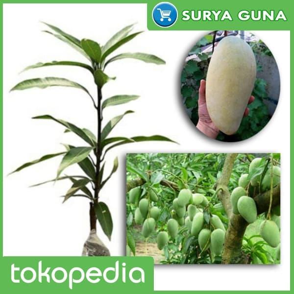 Gambar Bibit Mangga Kiojay Unggul Bibit Mangga Kio Jay Surabaya dari Suryaguna Store Kab. Tulungagung Tokopedia